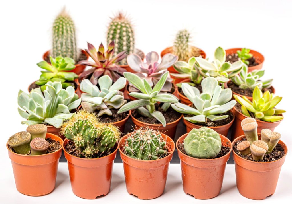 exterminating pests on your succulents and cacti