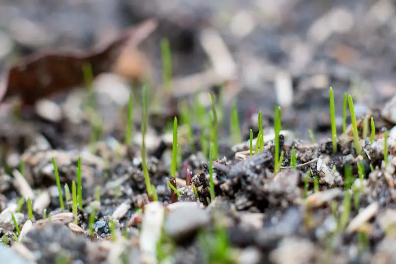 Factors Affecting Grass Seed Watering Needs