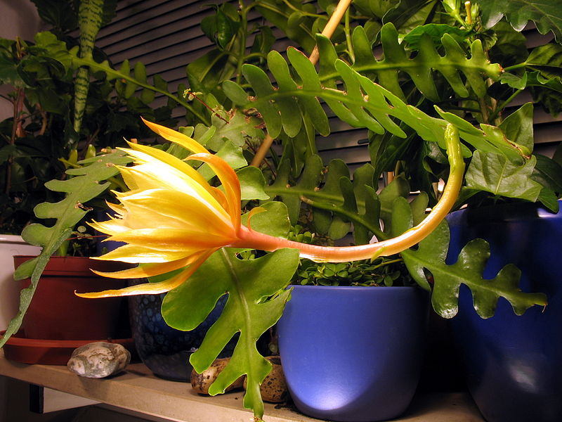 Flowering fishbone cactus