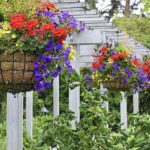 The 25 Best Flowers for Hanging Baskets