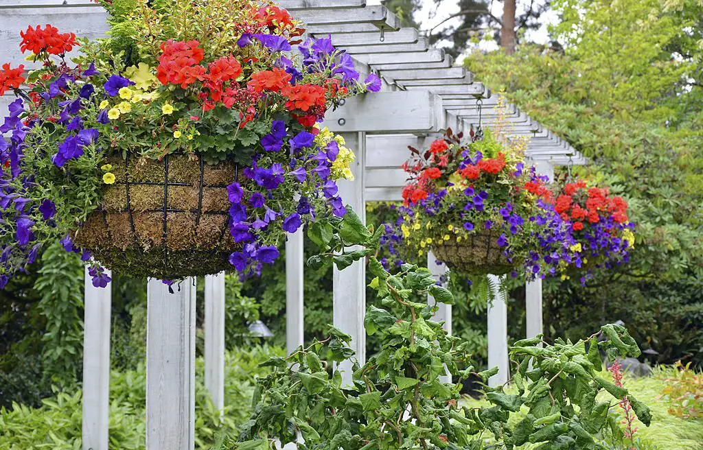 flowers for hanging baskets