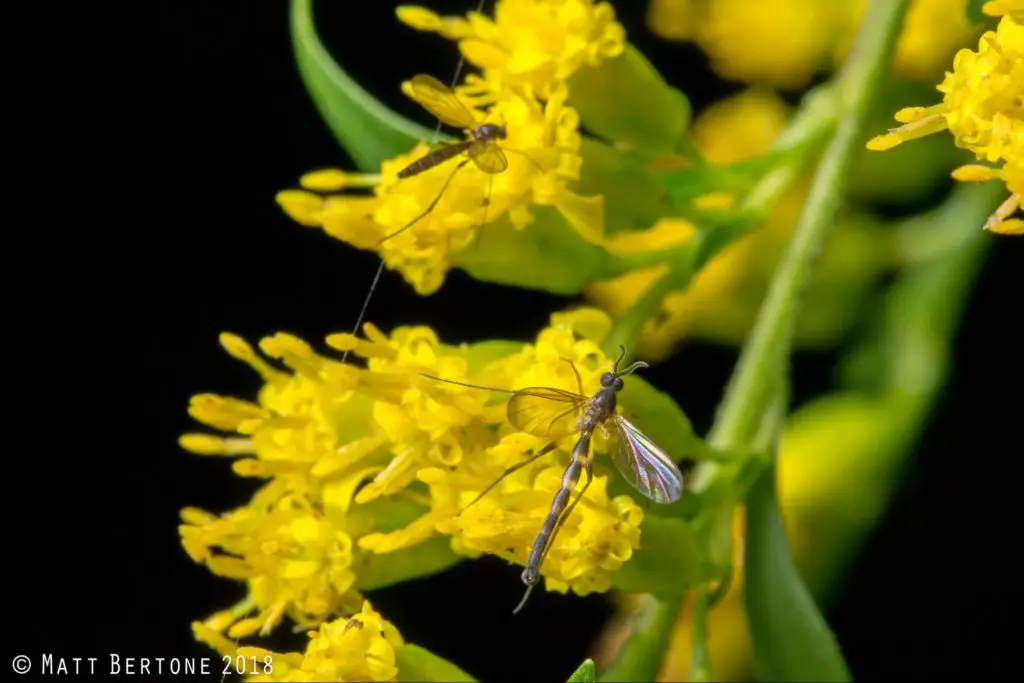 gnat flies - pests in succulents and how to get rid of them