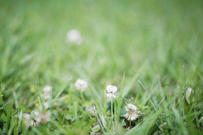 when to plant grass seed in spring 