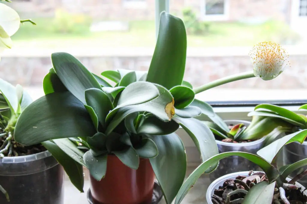 Healthy indoor plants