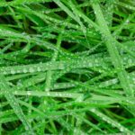 How To Mow Wet Grass? And What Is The Best Way To Mow Wet Grass!
