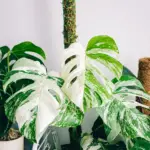 A Necessary Guide On How To Use Moss Pole For Houseplants