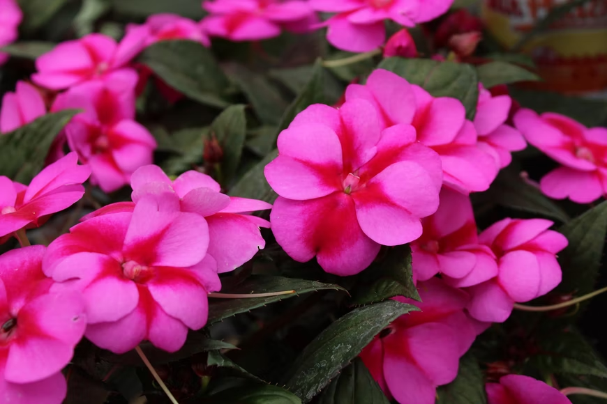 Impatiens - flowers for hanging baskets