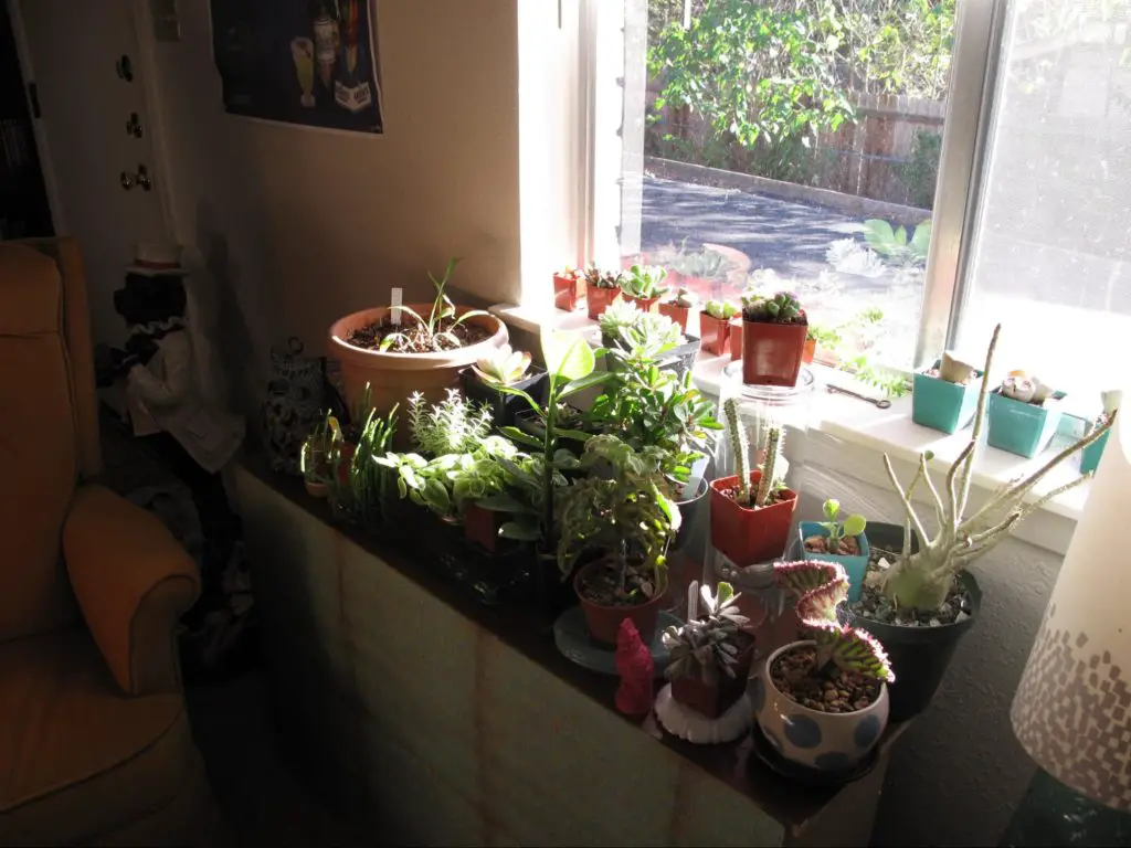 Indoor plant garden - do pots need drain holes