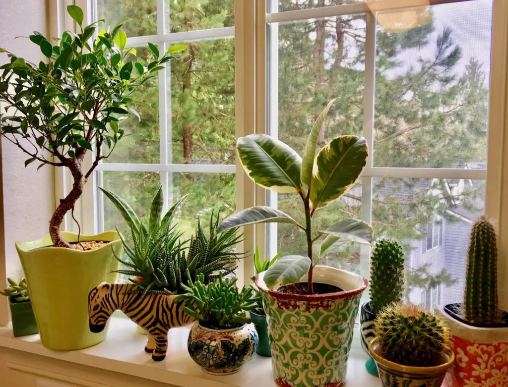 Indoor windowsill - potassium for houseplants