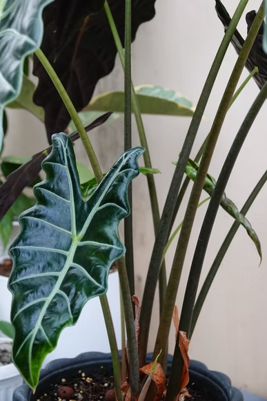 Issues with Alocasia polly