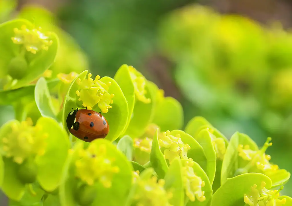 Lady beetle - exterminating pests on your succulents and cacti