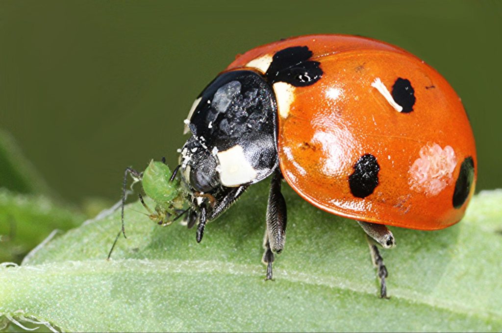 Lady beetle