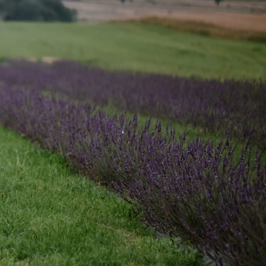 Lavender (Lavandula Angustifolia) - gopher resistant plants