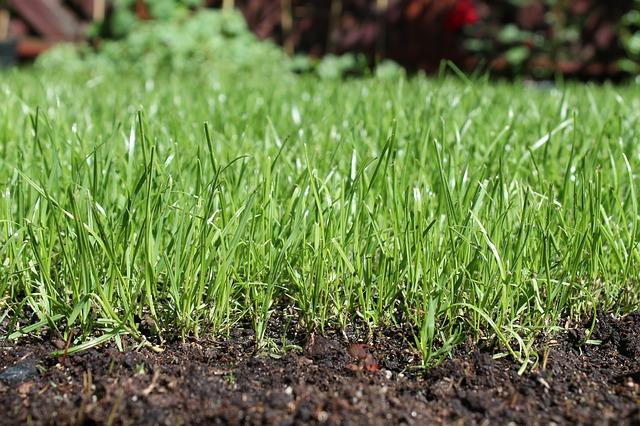 Level Your Lawn - when to plant grass seed in spring 

