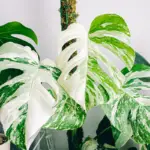 Monstera Albo: The Best Care, Propagation, And Watering Guide