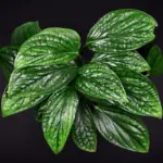 Monstera Peru: The Complete Care, Propagation, And Watering Guide