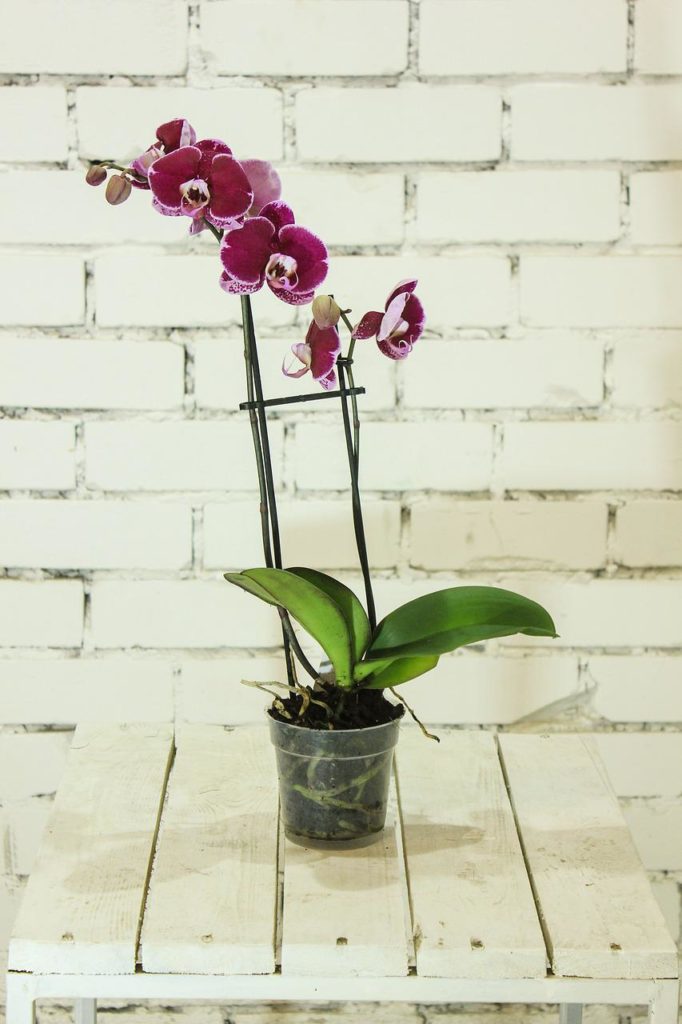 Clear orchid pot