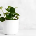 Peperomia Polybotrya: The Number 1 Care, Watering, and Propagation Guide