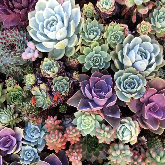 pests in succulents and how to get rid of them