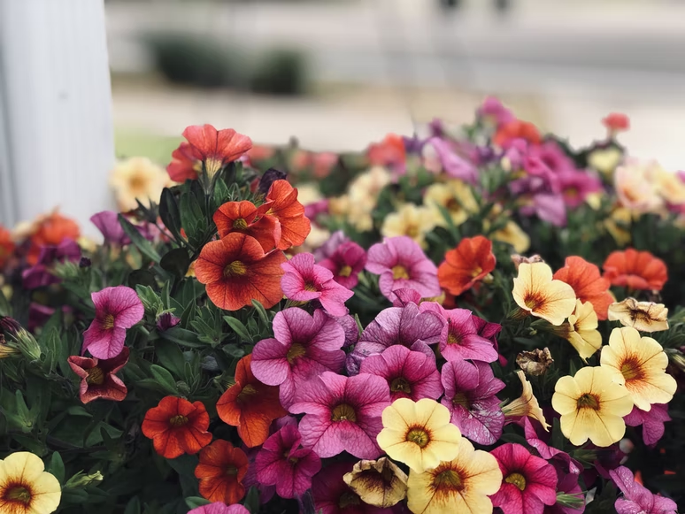Petunias - flowers for hanging baskets