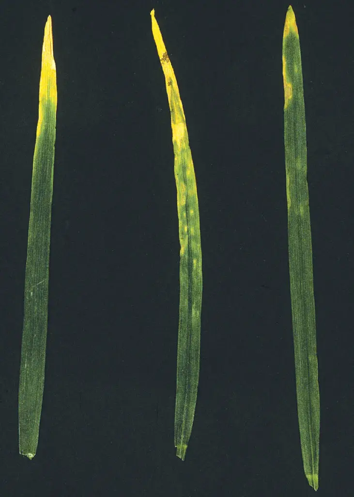 Phosphorus toxicity in wheat leaves