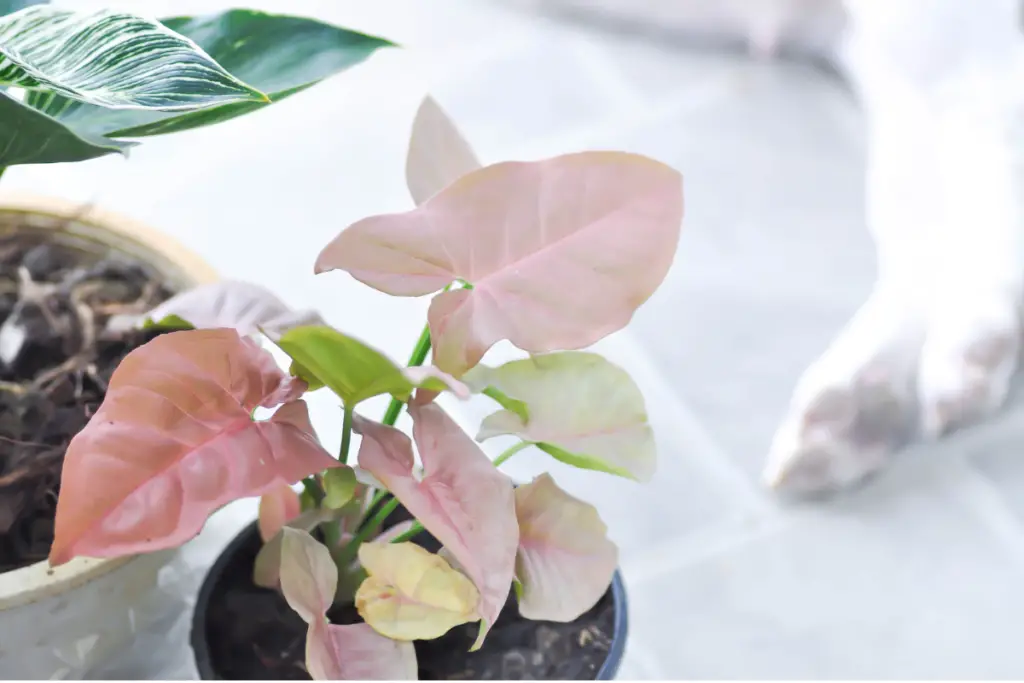 Pink syngonium care tips