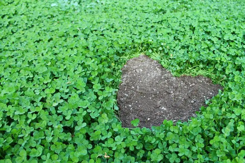 How To Plant A Micro Clover Lawn?