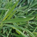Best Pre-emergent Herbicides For Crabgrass Prevention | How To Control Crabgrass?