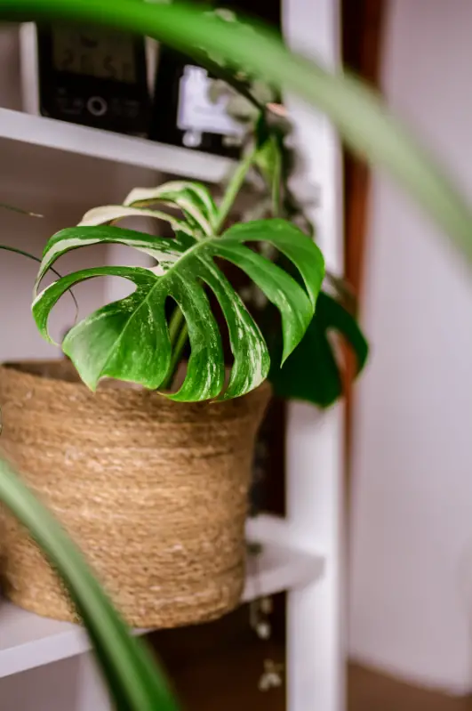 Problems with monstera albo