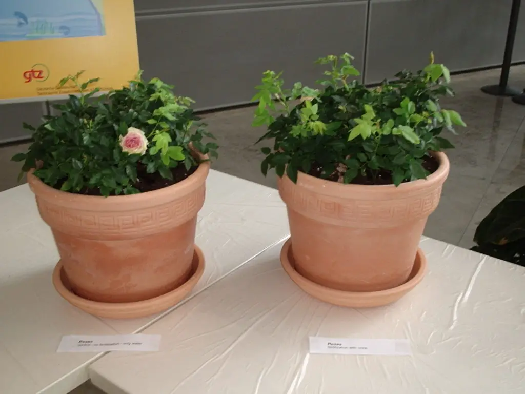 rose plant care - potassium for houseplants