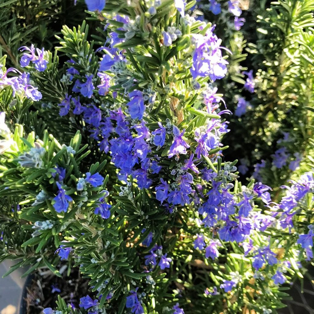 Rosemary - gopher resistant plants