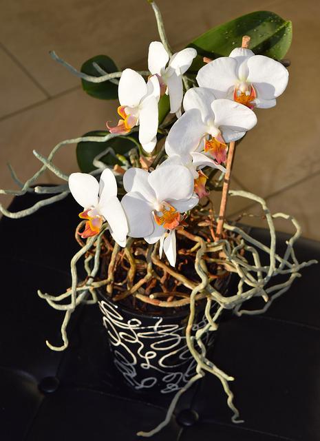 how to save a dying orchid