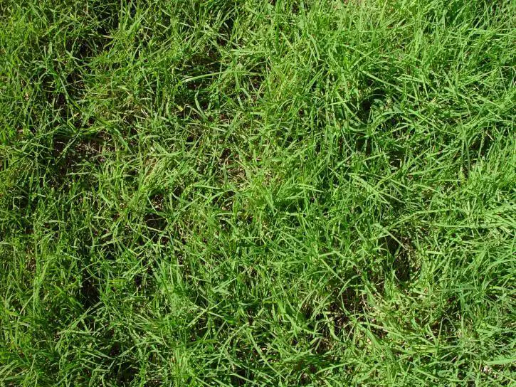 Soggy wet grass - how to mow wet grass