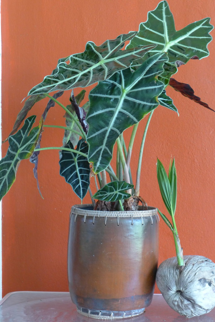Temperature - how to care for alocasia polly