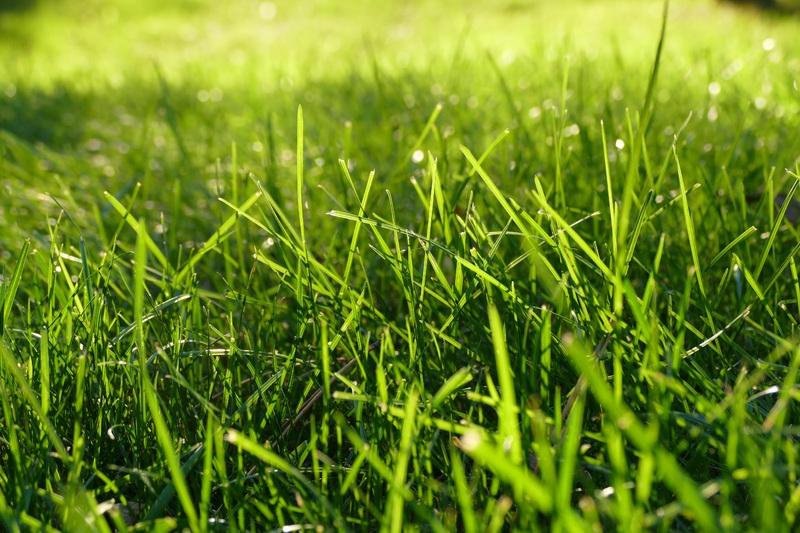Best Time To Overseed A Lawn