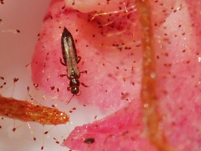 Western flower thrips - what insects does cinnamon repel