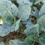 What Is Eating My Broccoli Leaves & How To Fix It | Causes & Solutions