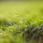 What Is The Best Time To Plant Grass Seed In Spring? Grow A Perfect Lawn!