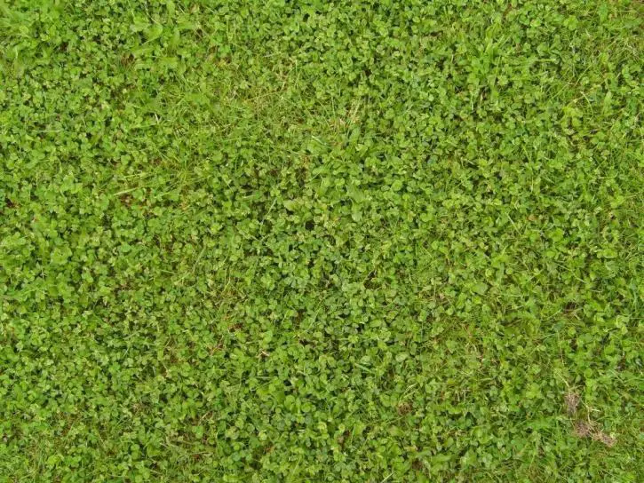 Micro clover lawn