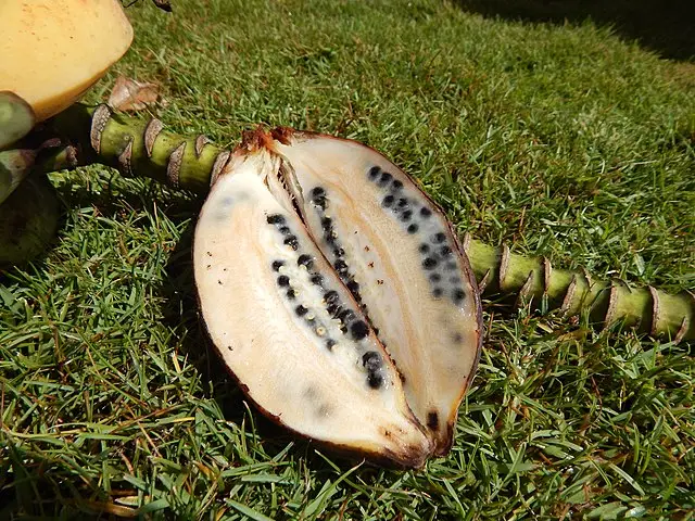 Wild bananas reproduction seeds
