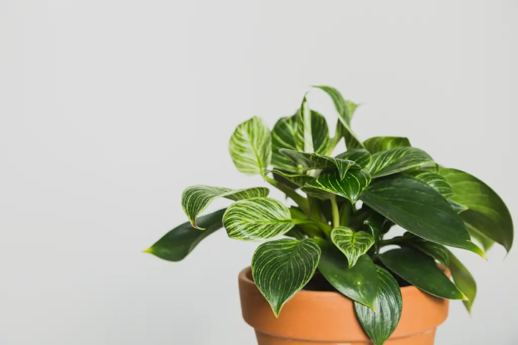 11 Frequently Asked Questions on How to Care for a Philodendron Birkin