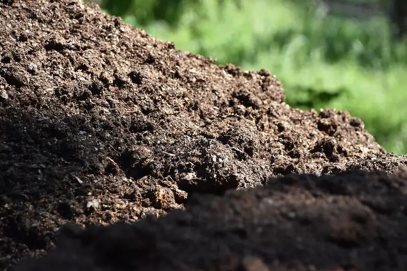 Add Manure To The Soil - nitrogen vs iron for lawns