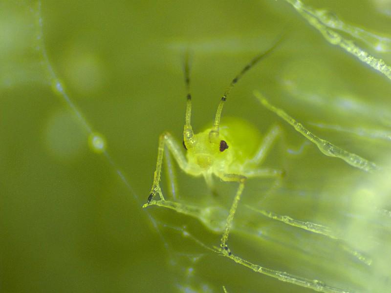 Aphids, Thrips, & Mealybugs