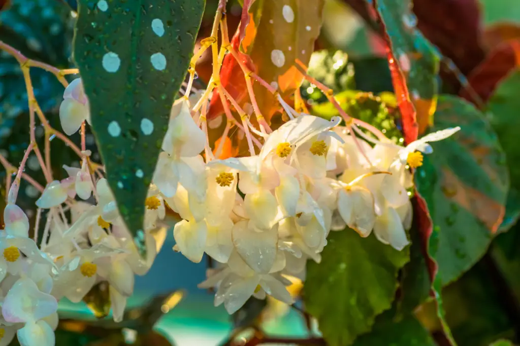 how to care for a Begonia Maculata polka dot plant