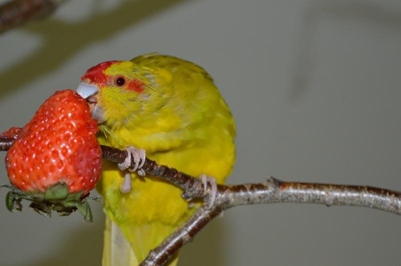 Bird Pests Of Strawberries