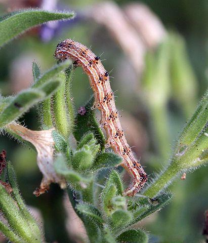 Caterpillars - what is eating my petunias