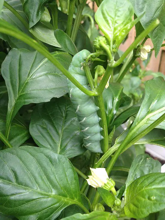 Caterpillar - what is eating my pepper plants