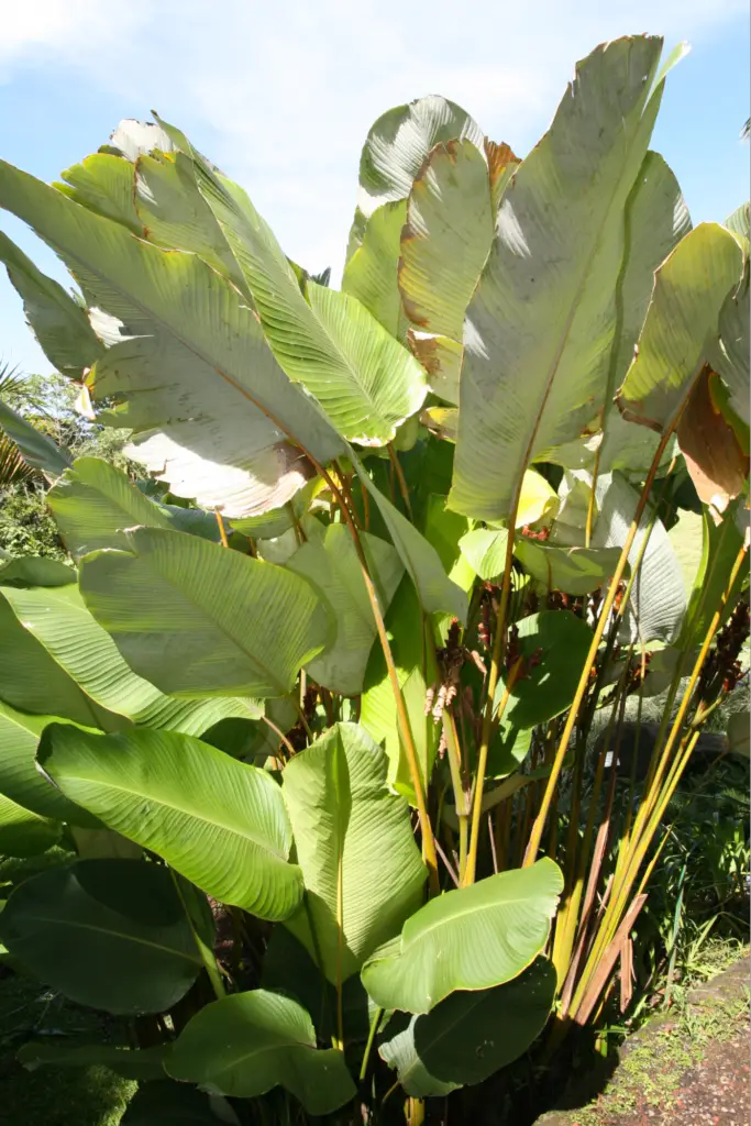 Cigar Plant - types of Calathea