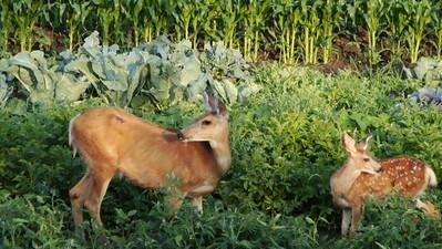Deer - what is eating my rhubarb leaves