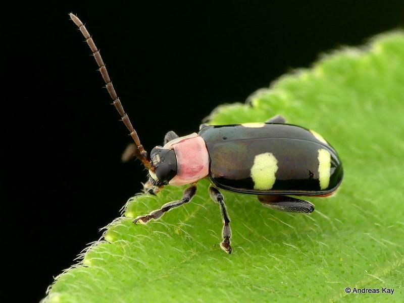 Flea Beetles - what is eating my pepper plants